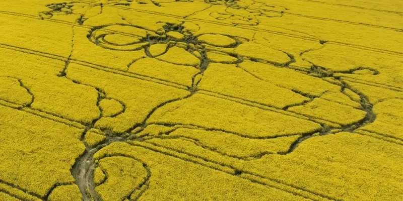 Szkody łowieckie i zniszczenia upraw przez zwierzynę na polu rzepaku – ortofotomapa do protokołu strat Lubuskie