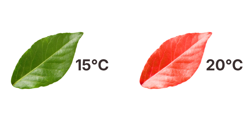 Wzrost temperatury liścia w stresie wodnym a brak chłodzenia przez transpirację